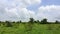 Beautifull Nature a combination of Green Grass and natural clouds.