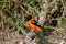 Beautifull Orange-backed troupial perched on branch in Ecological Reseve of Costanera Sur in Buenos Aires, Argentina