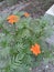 beautifull orange flower in garden