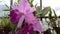 Beautifull orchid flower in sri lanka