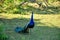 A beautifull peacock in the yala national park, srilanka