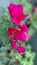 Beautifull pink bougainvillaea flowers