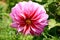 The beautifull pink colour single flower for dahlia