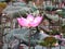 Beautifull pink lotus hatched