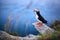 Beautifull portrait of Atlantic Puffin or Common Puffin. Bird in natural habitat on the island Runde, Norway. Wildlife scene