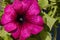 The beautifull purple colour flower for petunia with green    leaves
