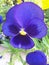 A beautifull purple pansy garden