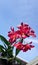 Beautifull red cattleya orchid