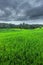 Beautifull rice field in indonesia country