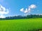 Beautifull rice field and the sky