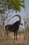 A beautifull sable antilope walking in the bush.