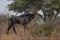 A beautifull sable antilope walking in the bush.