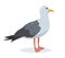 Beautifull seagull icon. White and gray standing gull.