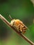 Beautifull small bee