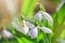 Beautifull snowdrops - blooming white flowers in early spring in the forest