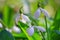 Beautifull snowdrops - blooming white flowers in early spring in the forest