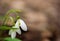 Beautifull snowdrops on dry yellow leaves bokeh background