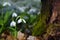 Beautifull snowdrops Galanthus plicatus near stump