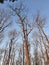 Beautifull trees in the dry forest