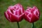 A beautifull tulip flowers