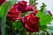 Beautifull two red roses flowers bouquet with leaves
