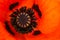 Beautifull vibrant huge poppy flower. Close up of details