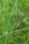 Beautifull wasp spider Argiope bruennichi on web in the nature
