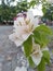 Beautifull white bougainvillea in park