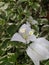 Beautifull white flower shot from high angle