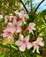 A Beautifull white Flowers in the Forest , Selective Focus on Subject , background blur, selective focus