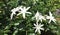 Beautifull White jasmine flower of srilanka