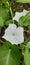 beautifull white kale flower among grass after rain day