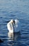 Beautifull white swan swimming on water