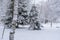 Beautifull wide pine and birch tree forest covered in snow b