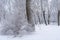 Beautifull wide pine and birch tree forest covered in snow b