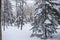 Beautifull wide pine and birch tree forest covered in snow b