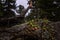 Beautifull wild alpine mountain landscape with bergenia and tree