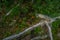 Beautifull wild alpine mountain landscape with moss on tree root