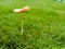 beautifull wild mushroom in the green grass and the winter season