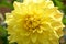 The beautifull yellow colour flower for dahlia