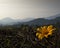 Beautifull yellow flowers with mountains lanscape as background