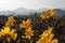 Beautifull yellow flowers with mountains lanscapes background