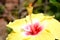 The beautifull yelow colour flower for hibiscus inside small little bloom