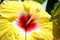The beautifull yelow colour flower for hibiscus inside small little bloom
