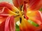 Beautifully aging open red and orange tulip flower closeup top view