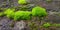 Beautifully arranged herbs on stone by nature