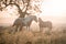 A beautifully artistic out of focus photo of a mare and fold back lit on a summers evening next to a tree.