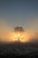 Beautifully backlit tree in foggy scenery in the morning.