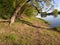 Beautifully bent two trees over a river bank