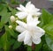 Beautifully bloomed jasmine flowers.